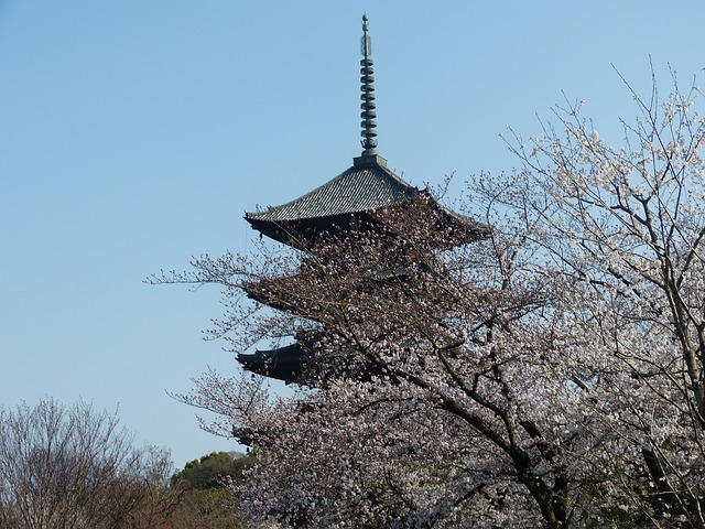 京都・桜